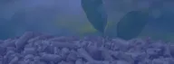 Holzpellets