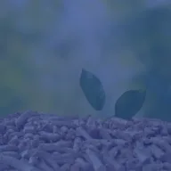Holzpellets